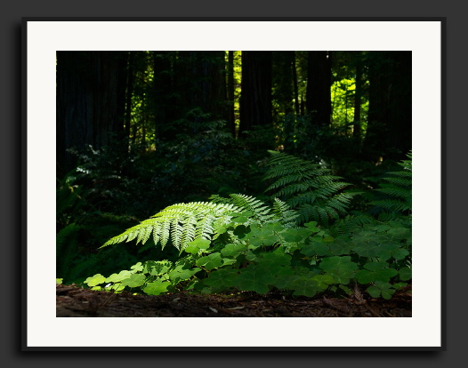 CRW_9453-Ferns-lit.jpg