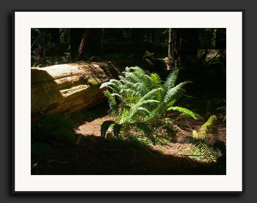 CRW_9455-Sunlit-Ferns.jpg