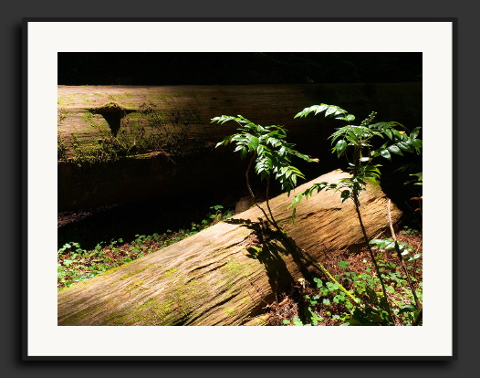 CRW_9468-Sunlit-Leaves-and-.jpg