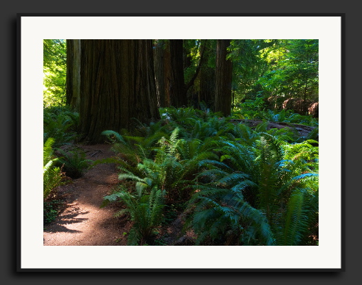 CRW_9489-Windy-Ferns.jpg