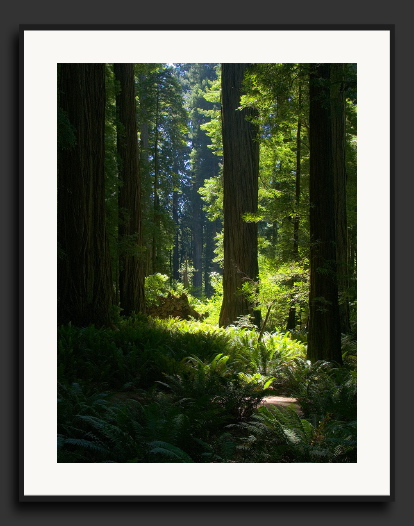 CRW_9497-Redwood-Grove.jpg