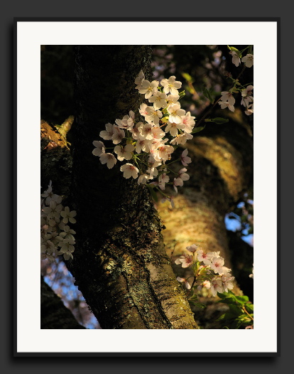 Hanging_Blossoms.jpg